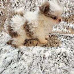 Lilac Spotted on white - Chocolate blue male Chihuahua puppy in Richmond, Virginia from Breens