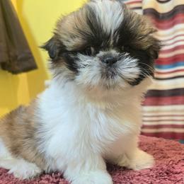Lilly - Tricolor female Shih Tzu puppy in Stroudsburg, Pennsylvania from Puppyville Pa Shih Tzu & frenchies