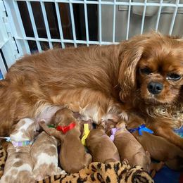 Cavalier King Charles Spaniel Puppies from Puppies of Newington