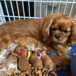 Cavalier King Charles Spaniel Puppies from Puppies of Newington