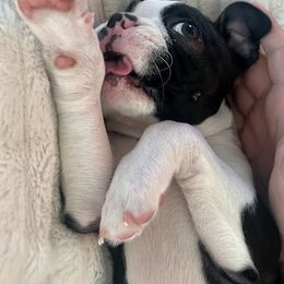 Boston Terrier Puppies from Bethelbreeders