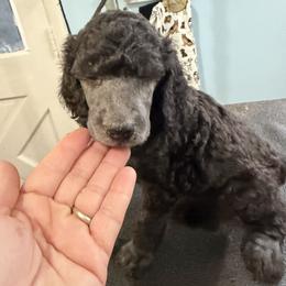 Pink collar - Silver female Poodle puppy in Maryland from Hernwood Heelers & Poodles