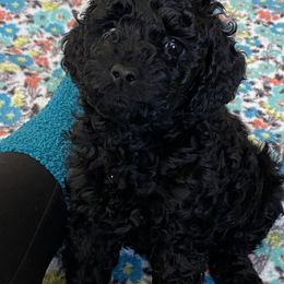 Cockapoo Puppies from Coco's Cocopuffs