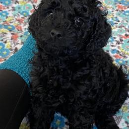 Cockapoo Puppies from Coco's Cocopuffs