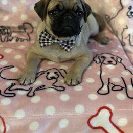 Pug Puppies from Berg Family
