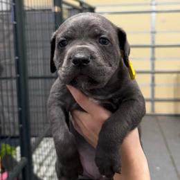 Dancer - Gray female Cane Corso puppy in Utah from 3Lake Kennelz