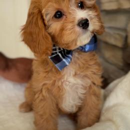 Bernedoodle, Cavapoo, and Goldendoodle Puppies from Blackberry Farm Puppies
