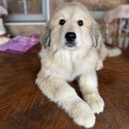 Great Pyrenees Puppies from Natalie Hnatkiv