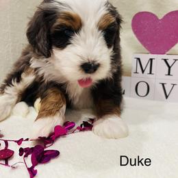 Duke - Merle male Bernedoodle puppy in Sandy, Oregon from MC Doodles