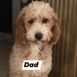 Goldendoodles from Susan’s Prefurred Doodles