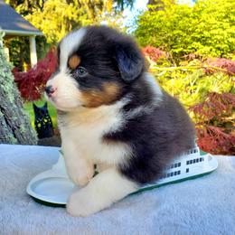 Carmen - Black tri-color female Australian Shepherd puppy in Olympia, Washington from Echelon Australian Shepherds