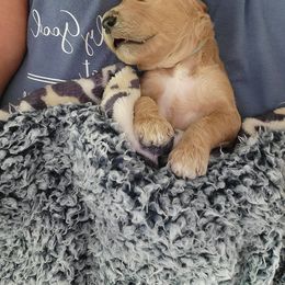 Goldendoodle Puppies from Nicole Christensen