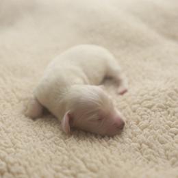 BETH - Cream female Dachshund puppy in Indiantown, Florida from Turquoise River Minature Dachshunds