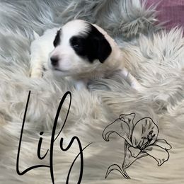 Bernedoodle and Poodle Puppies from Salty Standards