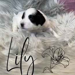 Bernedoodle and Poodle Puppies from Salty Standards