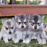 Alaskan Klee Kai Puppies from Thurisia