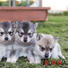 Alaskan Klee Kai Puppies from Thurisia