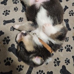 Pembroke Welsh Corgi Puppies from McMillion Corgis