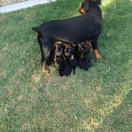 German Pinscher Puppies from LinDee Kennel