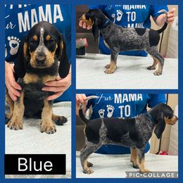 Blue - Blue ticked and tan male Bluetick Coonhound puppy in Cherryville, North Carolina from Evenstar-WesRidge Bluetick Hounds
