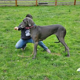 Great Dane Puppies from Lil Dane Loves