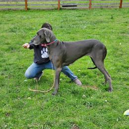 Great Dane Puppies from Lil Dane Loves