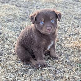 Hershey - Red tri female Toy Australian Shepherd puppy in Mountain Home, Idaho from LJK Boxers & Toy Aussies