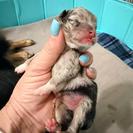 Bunny - Blue merle female Pomeranian puppy in Clarksville, Tennessee from Bee Mine Maltipoos and Pomeranians