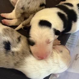 Border Collie puppies from Three16 Ranch