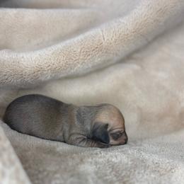 Queenie - Cream female Dachshund puppy in Tulare, California from Dreamy Creamies