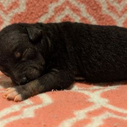Stuffin' - Black female American Hairless Terrier puppy in Phoenix, Arizona from Bare Valley