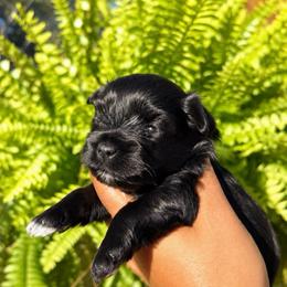 Carmello - Black male Miniature Schnauzer puppy in Dorr, Michigan from Enchanted Paws