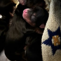 Winter frost - Black and tan female Yorkshire Terrier puppy in Coeur D Alene, Idaho from Cozy Coeur Yorkies