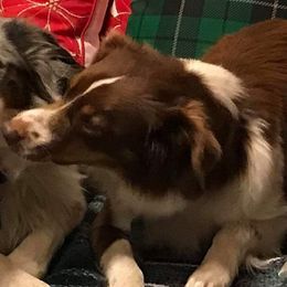 Gemma - Miniature Australian Shepherd