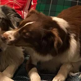 Gemma - Miniature Australian Shepherd