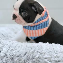 Teddy Bear - Black and white male Boston Terrier puppy in Edgewater, Florida from Bluewater Bostons