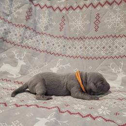 Comet - Silver male Dilute Retriever puppy in New Providence, Pennsylvania from Southernend Silvers