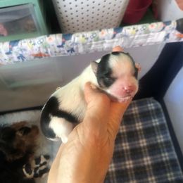 Yorkshire Terrier Puppies from Jackie Jenny’s Precious Yorkies