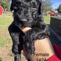 Iris - Black female Goldendoodle puppy in Arcadia, Florida from KnuDawn Goldendoodles and Cavapoos