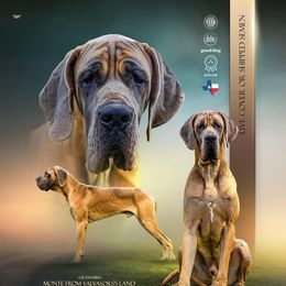 Ferdinand - Great Dane