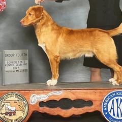 Kirby - Nova Scotia Duck Tolling Retriever