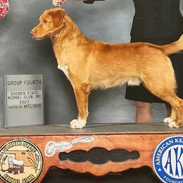 Kirby - Nova Scotia Duck Tolling Retriever