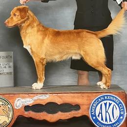 Kirby - Nova Scotia Duck Tolling Retriever