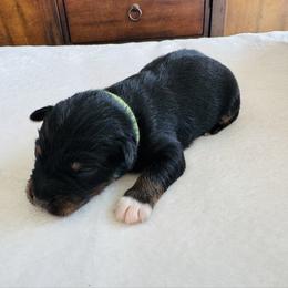 Rocky - Black tri-color male Australian Shepherd puppy in Zwingle, Iowa from Homestead Aussies & Doodles