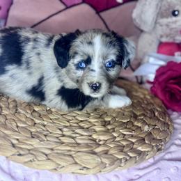 Juliet - Blue merle female Miniature Australian Shepherd puppy in California from Eagle River Aussies