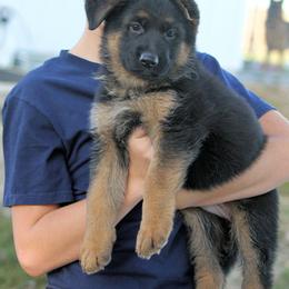 German Shepherd Puppies from Valiant Shepherds