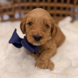 River blue collar - Apricot male Goldendoodle puppy in Shingle Springs, California from Creamy Retrievers