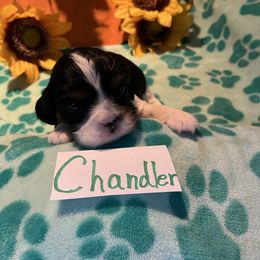 Chandler - Tri-color male Cavalier King Charles Spaniel puppy in Warren, Maine from Cloud Nine Cavaliers