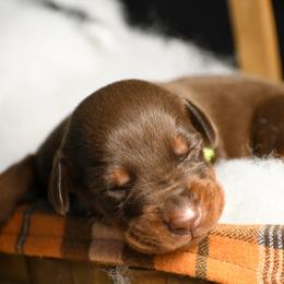 Stash - Red and rust male Doberman Pinscher puppy in Overton, Texas from Obsidian Kennel