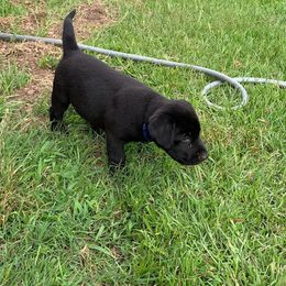 Labrador Retriever Puppies from Coosa River Retrievers